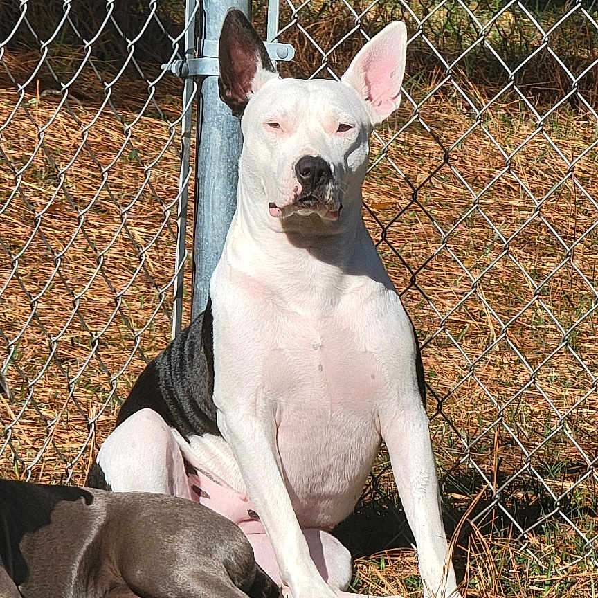 Grace May joined the competition — help win amazing prizes! animal, canine, chain_link_fence, daytime, dog, dogs, fence, grass, gray_dog, lying_down, nature, outdoor, pet, relaxing, resting, shadow, sitting, sunlight, two_animals, white_dog
