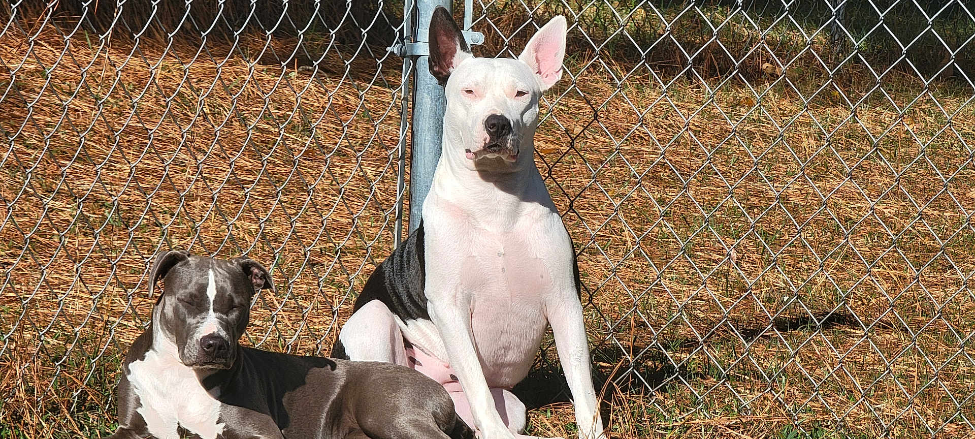 Grace May joined the competition — help win amazing prizes! animal, canine, chain_link_fence, daytime, dog, dogs, fence, grass, gray_dog, lying_down, nature, outdoor, pet, relaxing, resting, shadow, sitting, sunlight, two_animals, white_dog
