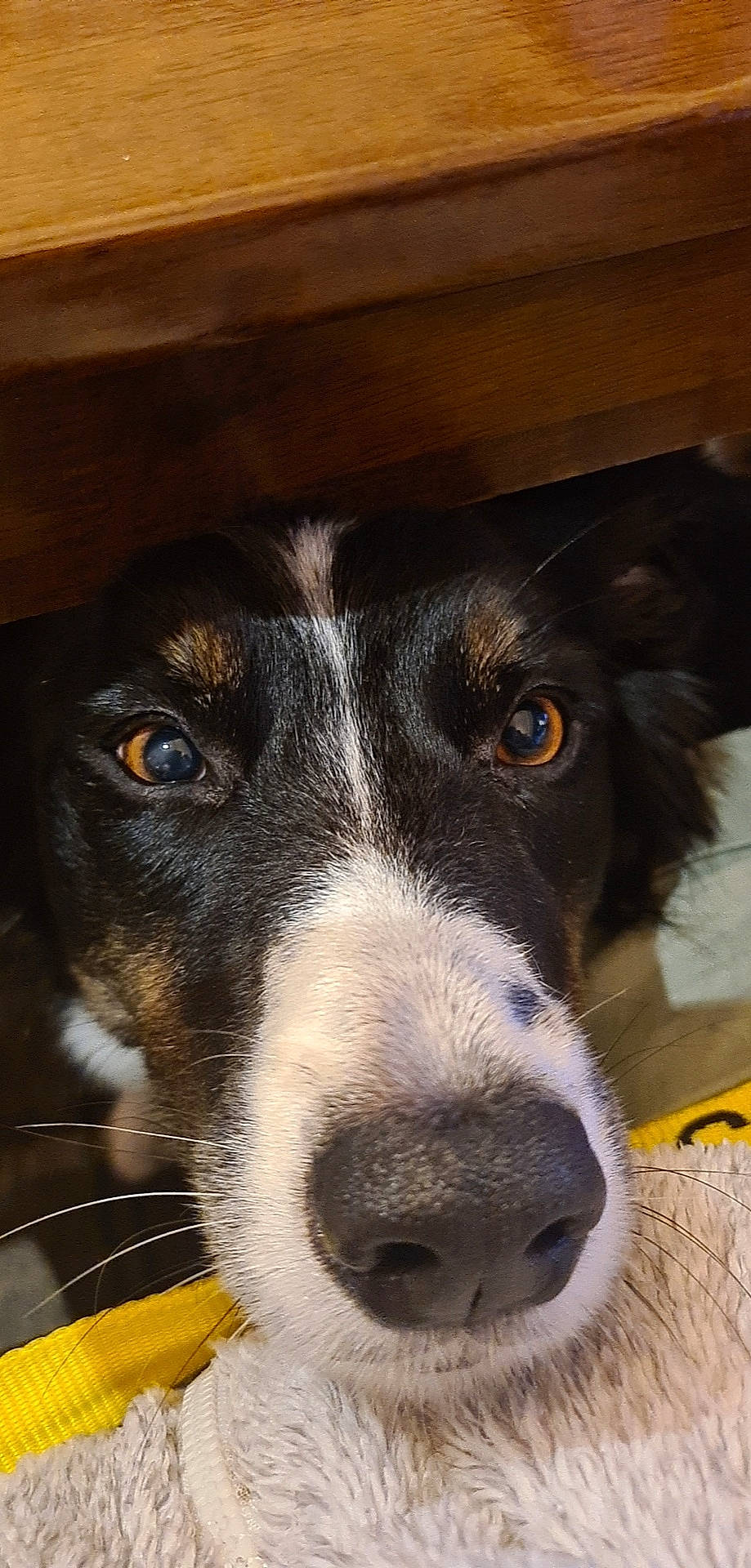 Skye is registered to the contest to win money with this photo: border_collie, canidae, carnivore, companion_dog, dog, dog_breed, fur, herding_dog, puppy, snout, sporting_group, terrestrial_animal, whiskers, working_animal, working_dog