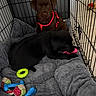 Beki a rejoint le concours — aidez-le/la à gagner de superbes lots ! puppy, dog, crate, dog_toys, blanket, chocolate_lab, black_dog, harness, pet, indoor, playful, chewing, cute, fur, animal, comfort, cage, resting, toys, young_dog