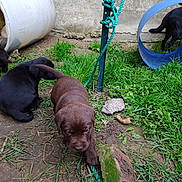 Beki participe au concours pour gagner de l'argent avec cette photo : puppy, dog, grass, outdoor, playful, brown_puppy, black_puppy, blue_tube, white_container, concrete_wall, rope, stone, dirt, exploring, young_dog, pet, nature, animal, curious, backyard
