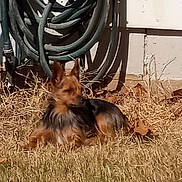 Lacie is registered to the contest to win money with this photo: animal, black, brown, canine, daytime, dog, dry_grass, fur, garden_hose, grass, leaves, nature, outdoor, pet, quiet, resting, shadow, sunlight, wall, yard