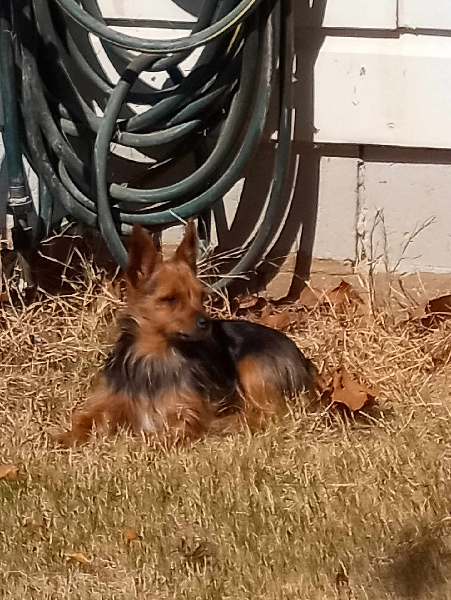 Lacie