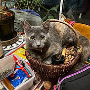 Shiva participe au concours pour gagner de l'argent avec cette photo : basket, black_cat, bombay, bottle, carnivore, cat, chair, domestic_short_haired_cat, drink, event, fashion_accessory, felidae, flowerpot, fur, houseplant, plant, small_to_medium_sized_cats, snout, vegetable, whiskers