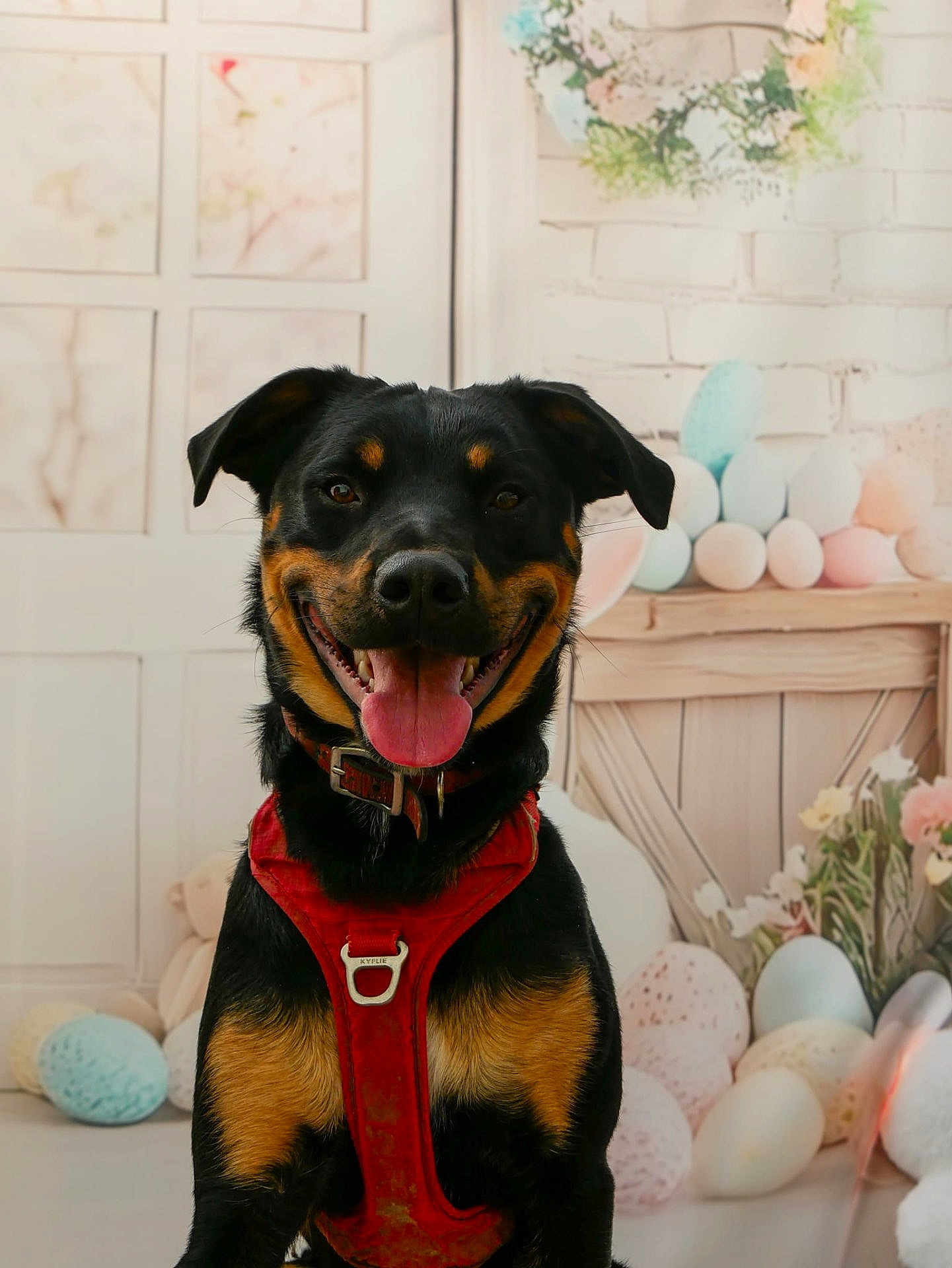 Ares participe au concours pour gagner de l'argent avec cette photo : dog, pet, animal, smiling, red_harness, tongue_out, easter_eggs, decor, indoor, portrait, cute, happy, black_and_tan, canine, close_up, background, flowers, holiday, celebration, spring