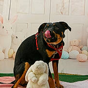 Ares a rejoint le concours — aidez-le/la à gagner de superbes lots ! dog, stuffed_bunny, blanket, red_harness, licking_nose, playful, indoor, decorative_bunnies, pastel_eggs, soft_toys, pet, animal, cute, fur, sitting, black_and_tan, toy, background, floor, closeup