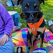Ares a rejoint le concours — aidez-le/la à gagner de superbes lots ! backpack, bench, can, dog, food, grass, jeans, leash, orange_harness, outdoor, park, person, picnic_blanket, purple_sweater, relaxed, shoes, snacks, summer, sunglasses, sunlight