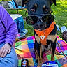 backpack, bench, can, dog, food, grass, jeans, leash, orange_harness, outdoor, park, person, picnic_blanket, purple_sweater, relaxed, shoes, snacks, summer, sunglasses, sunlight