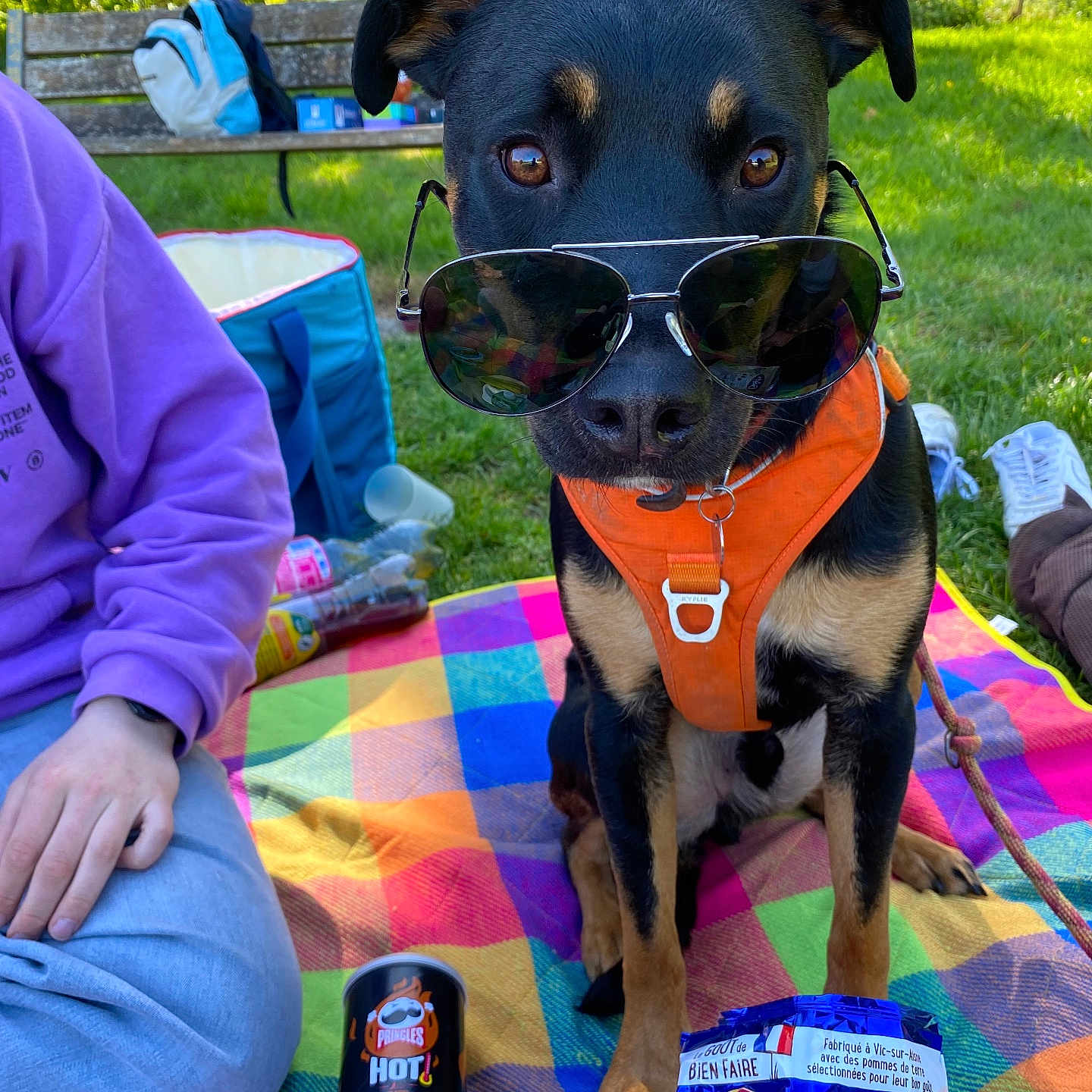 Ares a rejoint le concours — aidez-le/la à gagner de superbes lots ! backpack, bench, can, dog, food, grass, jeans, leash, orange_harness, outdoor, park, person, picnic_blanket, purple_sweater, relaxed, shoes, snacks, summer, sunglasses, sunlight