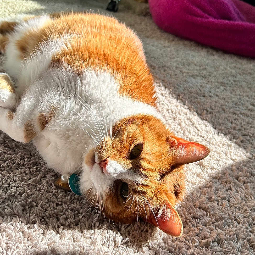 Ellie is registered to the contest to win money with this photo: abyssinian, animal, blanket, bodypart, cat, couch, furniture, hardwood, homedecor, indoors, kitten, manx, mouth, person, pet, quilt, siamese, sleeping, tongue, wood