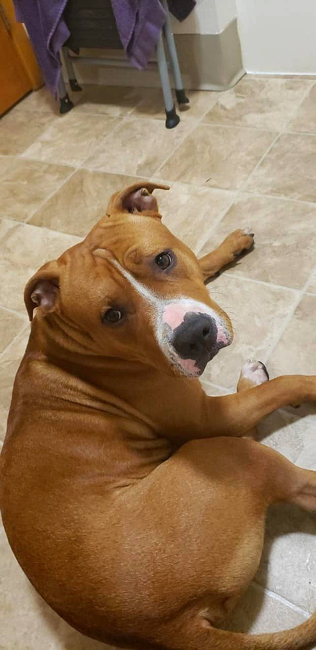 Gemini joined the competition — help win amazing prizes! american_pit_bull_terrier, american_staffordshire_terrier, canidae, carnivore, dog, dog_breed, fawn, mammal, non_sporting_group, nose, pit_bull, snout, staffordshire_bull_terrier, vertebrate