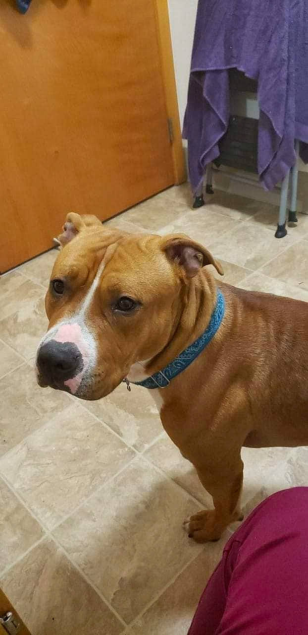 Gemini is registered to the contest to win money with this photo: american_pit_bull_terrier, american_staffordshire_terrier, bulldog, bully_kutta, canidae, carnivore, companion_dog, dog, dog_breed, ear, fawn, mammal, non_sporting_group, pit_bull, rare_breed_dog, snout, sporting_group, staffordshire_bull_terrier, terrier, vertebrate