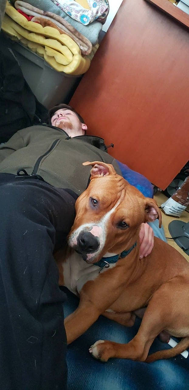 Gemini is registered to the contest to win money with this photo: american_pit_bull_terrier, american_staffordshire_terrier, bulldog, canidae, carnivore, companion_dog, dog, dog_breed, fawn, mammal, non_sporting_group, pit_bull, puppy_love, snout, vertebrate