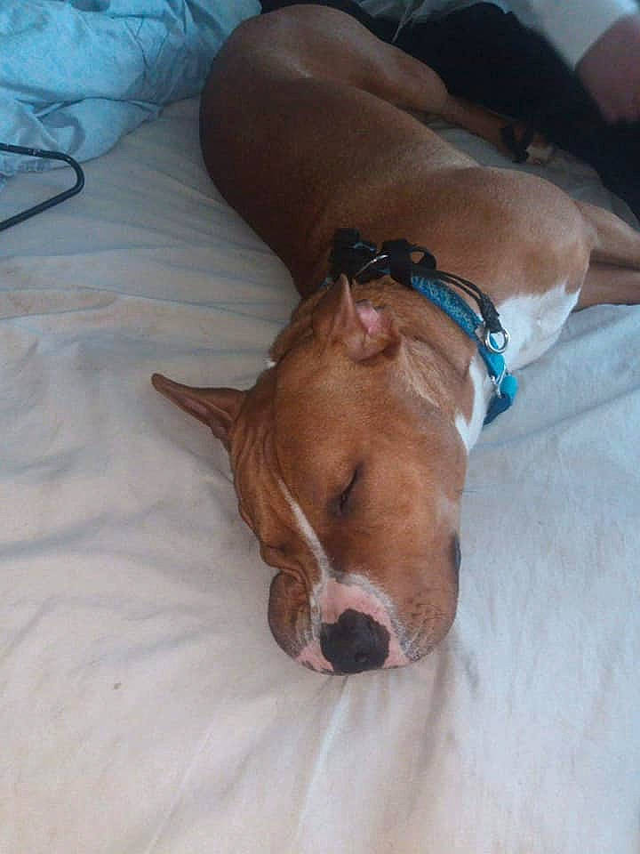 Gemini joined the competition — help win amazing prizes! american_pit_bull_terrier, american_staffordshire_terrier, canidae, carnivore, dog, dog_breed, ear, fawn, non_sporting_group, nose, pit_bull, snout, sporting_group, vizsla