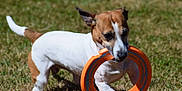 Skoll participe au concours pour gagner de l'argent avec cette photo : dog, jack_russell_terrier, playing, toy, orange_ring, grass, outdoor, pet, animal, white_and_brown, active, bite, ears_up, sunlight, nature, fun, canine, young_dog, daytime, closeup