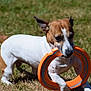 active, animal, bite, canine, closeup, daytime, dog, ears_up, fun, grass, jack_russell_terrier, nature, orange_ring, outdoor, pet, playing, sunlight, toy, white_and_brown, young_dog