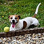 Skoll participe au concours pour gagner de l'argent avec cette photo : dog, grass, tennis_ball, stone_border, happy, playful, tongue_out, outdoor, pet, animal, brown_and_white, smiling, nature, greenery, small_dog, close_up, sunlight, tongue, joyful, cute
