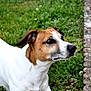 alert, animal, brown_fur, canine, close_up, daylight, dog, ears, grass, greenery, jack_russell_terrier, nature, outdoor, paw, pet, portrait, side_view, snout, stone_border, white_fur