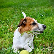 Skoll a rejoint le concours — aidez-le/la à gagner de superbes lots ! dog, tennis_ball, grass, outdoor, pet, playful, animal, canine, brown, white, fur, lying, nature, summer, green, field, snout, ears, eyes, daytime