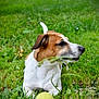 animal, brown, canine, daytime, dog, ears, eyes, field, fur, grass, green, lying, nature, outdoor, pet, playful, snout, summer, tennis_ball, white