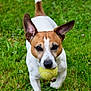 Skoll a rejoint le concours — aidez-le/la à gagner de superbes lots ! dog, tennis_ball, grass, outdoor, pet, animal, playful, ears, brown_and_white, canine, running, nature, fetch, muzzle, tail, close_up, active, summer, daylight, ground