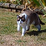 cat, animal, outdoor, grass, walking, pet, feline, nature, mammal, brown, white, black, fur, daylight, shadow, whiskers, ears, eyes, tail, ground