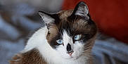 Barlou participe au concours pour gagner de l'argent avec cette photo : animal, black_markings, blue_eyes, brown_fur, calm, cat, close_up, cute, domestic_cat, ears, feline, fur, indoor, looking_away, mammal, pet, portrait, soft_light, whiskers, white_fur