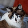 animal, black_markings, blue_eyes, brown_fur, calm, cat, close_up, cute, domestic_cat, ears, feline, fur, indoor, looking_away, mammal, pet, portrait, soft_light, whiskers, white_fur