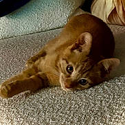 Willow a rejoint le concours — aidez-le/la à gagner de superbes lots ! cat, kitten, ginger_cat, orange_fur, feline, pet, animal, lying_down, carpet, rug, indoors, home, cozy, cushion, blanket, brown_eyes, whiskers, fluffy, relaxed, portrait
