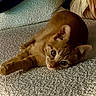 cat, kitten, ginger_cat, orange_fur, feline, pet, animal, lying_down, carpet, rug, indoors, home, cozy, cushion, blanket, brown_eyes, whiskers, fluffy, relaxed, portrait