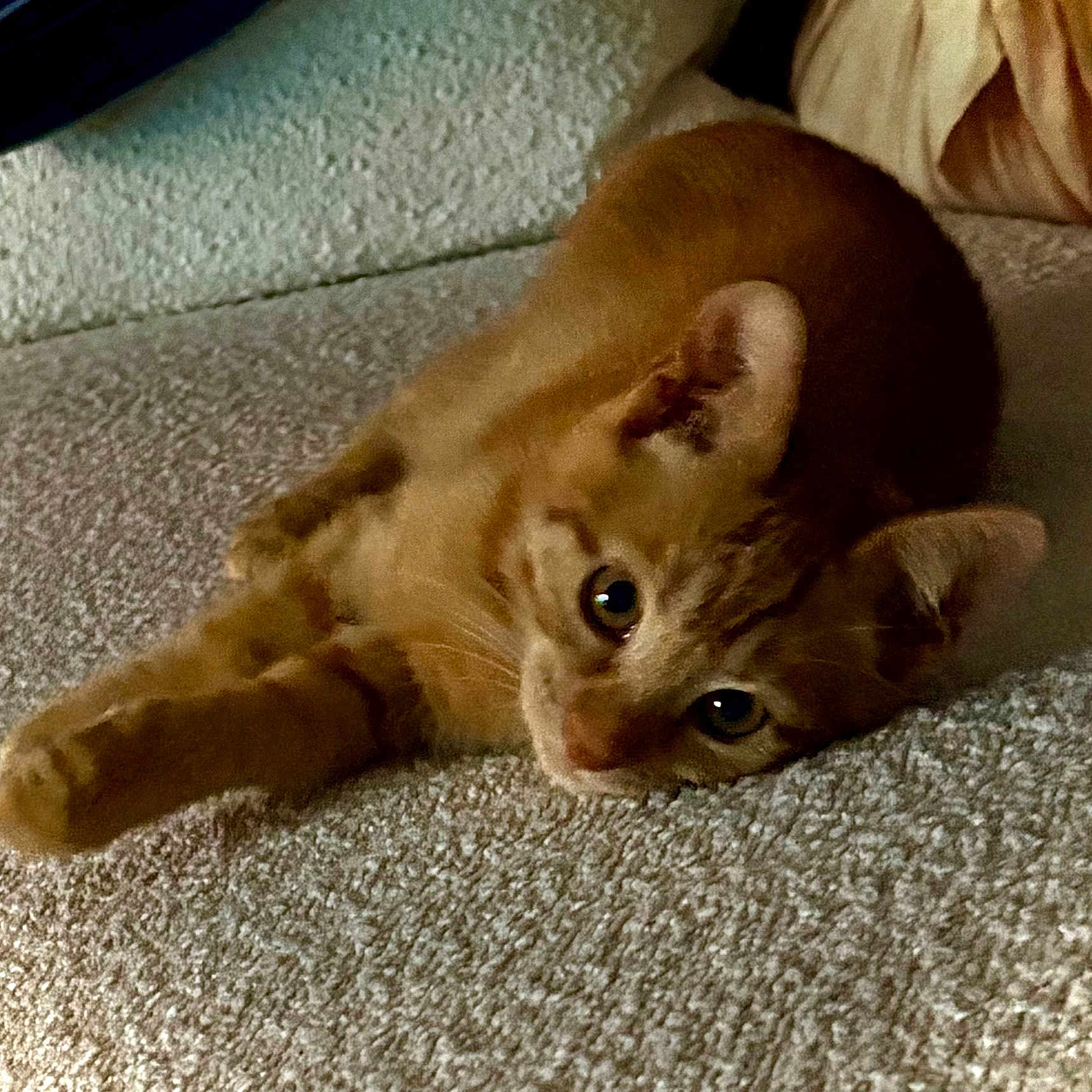 Willow
