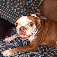 Piggy Sue is registered to the contest to win money with this photo: dog, brown, white, pet, animal, canine, lying_down, blanket, patterned, cozy, indoor, pillow, fur, mouth_open, teeth, eyes, nose, ears, home, comfort