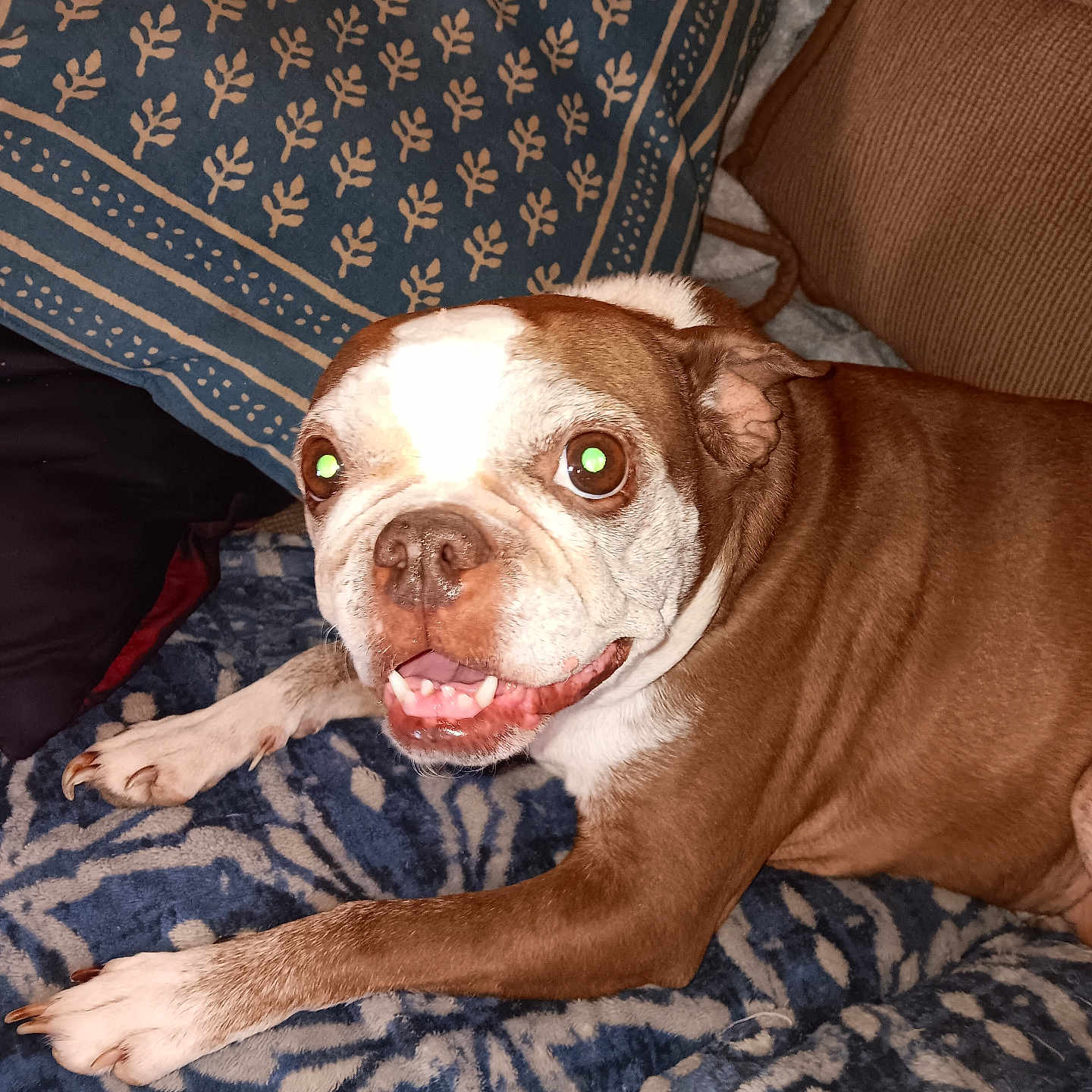 Piggy Sue is registered to the contest to win money with this photo: animal, blanket, brown, canine, comfort, cozy, dog, ears, eyes, fur, home, indoor, lying_down, mouth_open, nose, patterned, pet, pillow, teeth, white