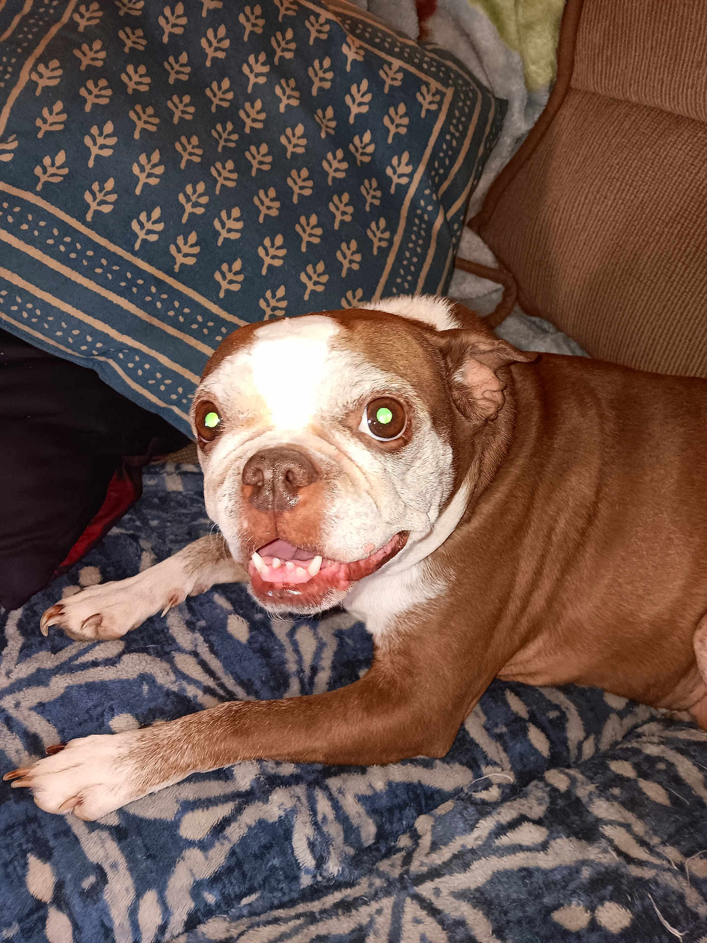 Piggy Sue is registered to the contest to win money with this photo: dog, brown, white, pet, animal, canine, lying_down, blanket, patterned, cozy, indoor, pillow, fur, mouth_open, teeth, eyes, nose, ears, home, comfort