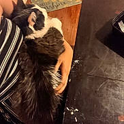 Patch joined the competition — help win amazing prizes! cat, cat_face, black_and_white_cat, pet, lap, person_arm, striped_shirt, wooden_floor, doormat, hello_sunshine_mat, fur, hand_holding, dining_table, table_surface, utensils, cutlery_container, indoor, cozy, close_up, messy_table