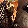 cat, cat_face, black_and_white_cat, pet, lap, person_arm, striped_shirt, wooden_floor, doormat, hello_sunshine_mat, fur, hand_holding, dining_table, table_surface, utensils, cutlery_container, indoor, cozy, close_up, messy_table