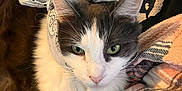 Patch is registered to the contest to win money with this photo: cat, feline, bandana, green_eyes, white_fur, long_hair, pet, indoor, blanket, cozy, portrait, close_up, tabby_markings, paws, whiskers, ears, human_hand, clothing, fabric, seat