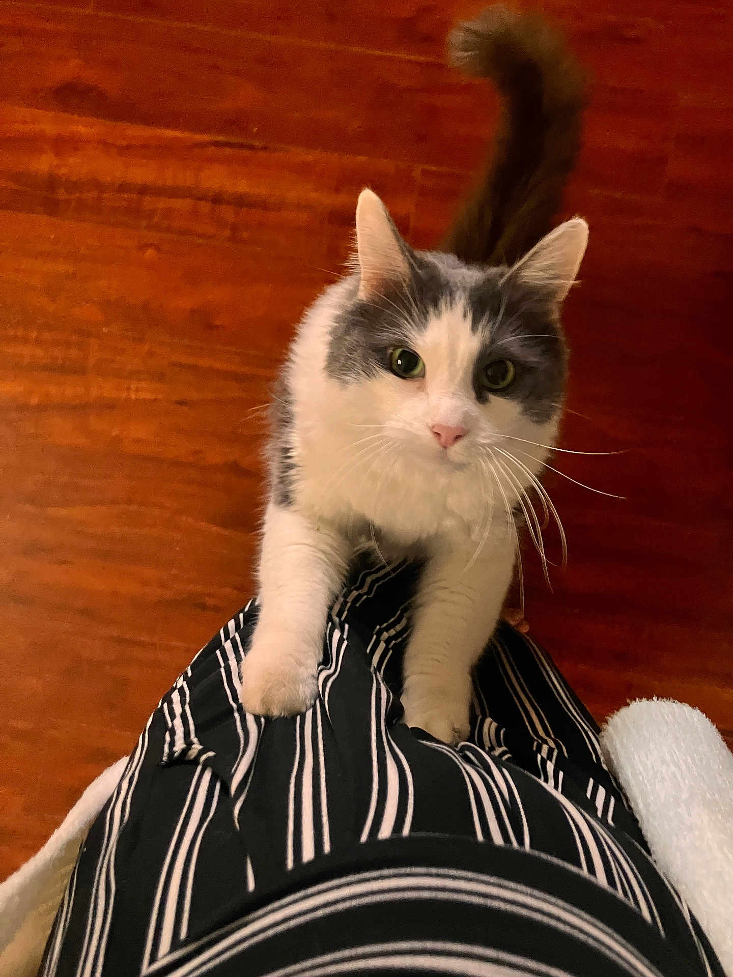 Patch joined the competition — help win amazing prizes! cat, feline, pet, indoor, hardwood_floor, paw, whiskers, tail, green_eyes, looking_up, lap, human_leg, striped_clothing, close_up, portrait, domestic_cat, white_and_gray, curious, cozy, flooring