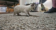 Duchess is registered to the contest to win money with this photo: kitten, cat, pet, carpet, indoor, toy, feather, curious, small, feline, animal, playing, floor, person, shoe, leg, home, cute, young, focus