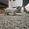 kitten, cat, pet, carpet, indoor, toy, feather, curious, small, feline, animal, playing, floor, person, shoe, leg, home, cute, young, focus