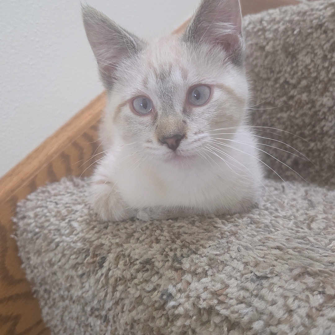 Duchess