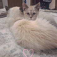Duchess is registered to the contest to win money with this photo: cat, kitten, fluffy, bedroom, blanket, furry, indoor, cute, cozy, pet, animal, resting, fur, curious, heart_doodle, soft_texture, domestic, companions, relaxed, sleeping_area