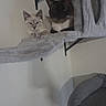 cat, cats, cat_tree, feline, pet, indoor, resting, sitting, furniture, cozy, wall_mount, domestic_animal, two_animals, animal, cute, relaxed, companions, gray, cream, dark