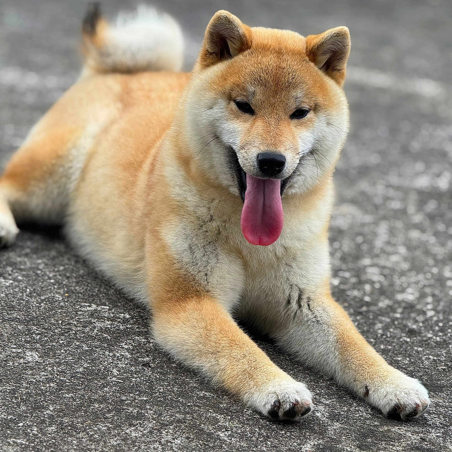Wakumi a rejoint le concours — aidez-le/la à gagner de superbes lots ! animal, canine, cute, dog, ears, friendly, fur, lying_down, mammal, outdoor, pavement, paw, pet, playful, portrait, relaxed, shiba_inu, smiling, tail, tongue_out