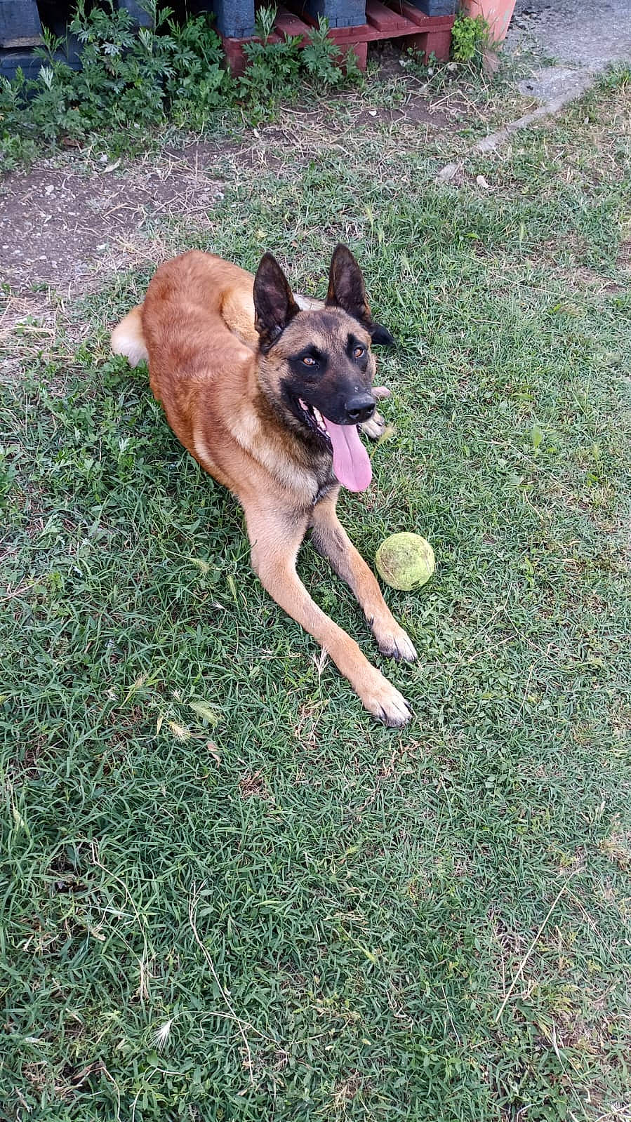 Clyde a rejoint le concours — aidez-le/la à gagner de superbes lots ! belgian_shepherd_malinois, canidae, carnivore, companion_dog, dog, dog_breed, dog_supply, east_european_shepherd, fawn, german_shepherd_dog, grass, herding_dog, old_german_shepherd_dog, plant, sporting_group, tail, working_animal, working_dog