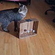 Milo is registered to the contest to win money with this photo: cat, tabby_cat, cardboard, toy, wooden_floor, indoor, pet, animal, curious, homemade, bottle_caps, floor, furniture, room, domestic, mammal, play, side_view, standing, household