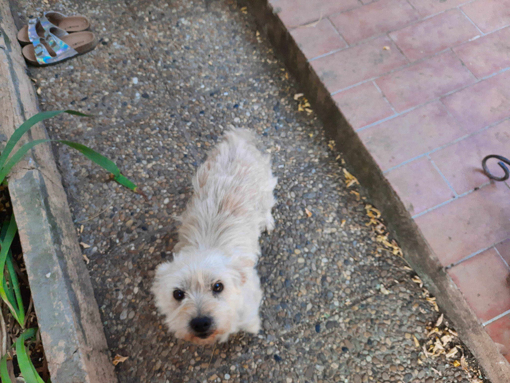 Riri a rejoint le concours — aidez-le/la à gagner de superbes lots ! asphalt, canidae, carnivore, companion_dog, dog, dog_breed, fur, grass, mal_shi, road_surface, shih_poo, sidewalk, small_terrier, snout, soil, sporting_group, terrier, toy_dog, working_animal, yorkipoo