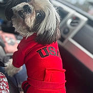 Bo Clark is registered to the contest to win money with this photo: animal, black_and_white_fur, canine, car_interior, casual, close_up, clothing, curious, dog, fabric, indoor, looking_back, pet, portrait, puppy, red_hoodie, seat, small_dog, soft_focus, window