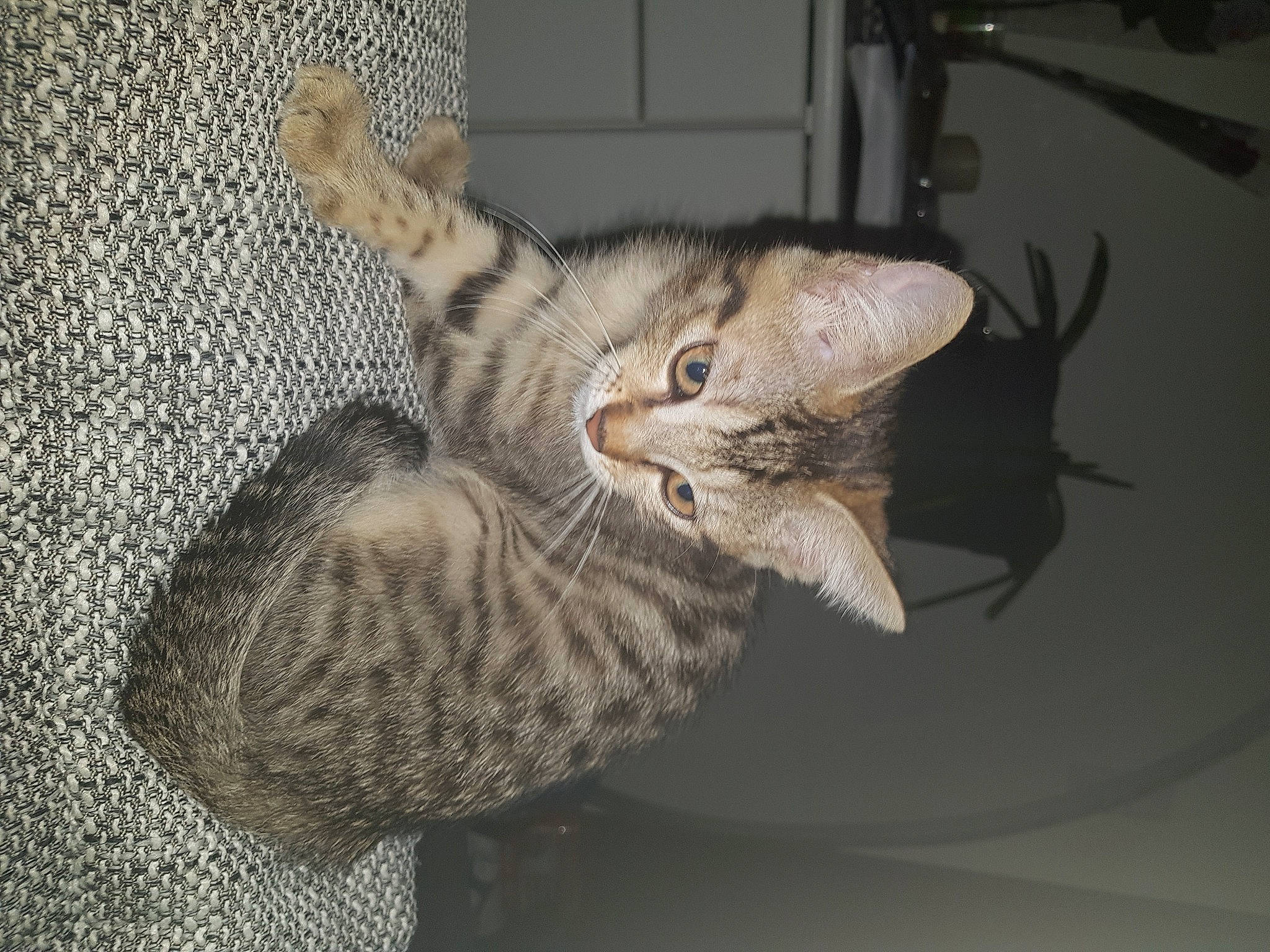 Simba participe au concours pour gagner de l'argent avec cette photo : carnivore, cat, cat_bed, claw, comfort, domestic_short_haired_cat, felidae, fur, grey, paw, small_to_medium_sized_cats, tail, whiskers