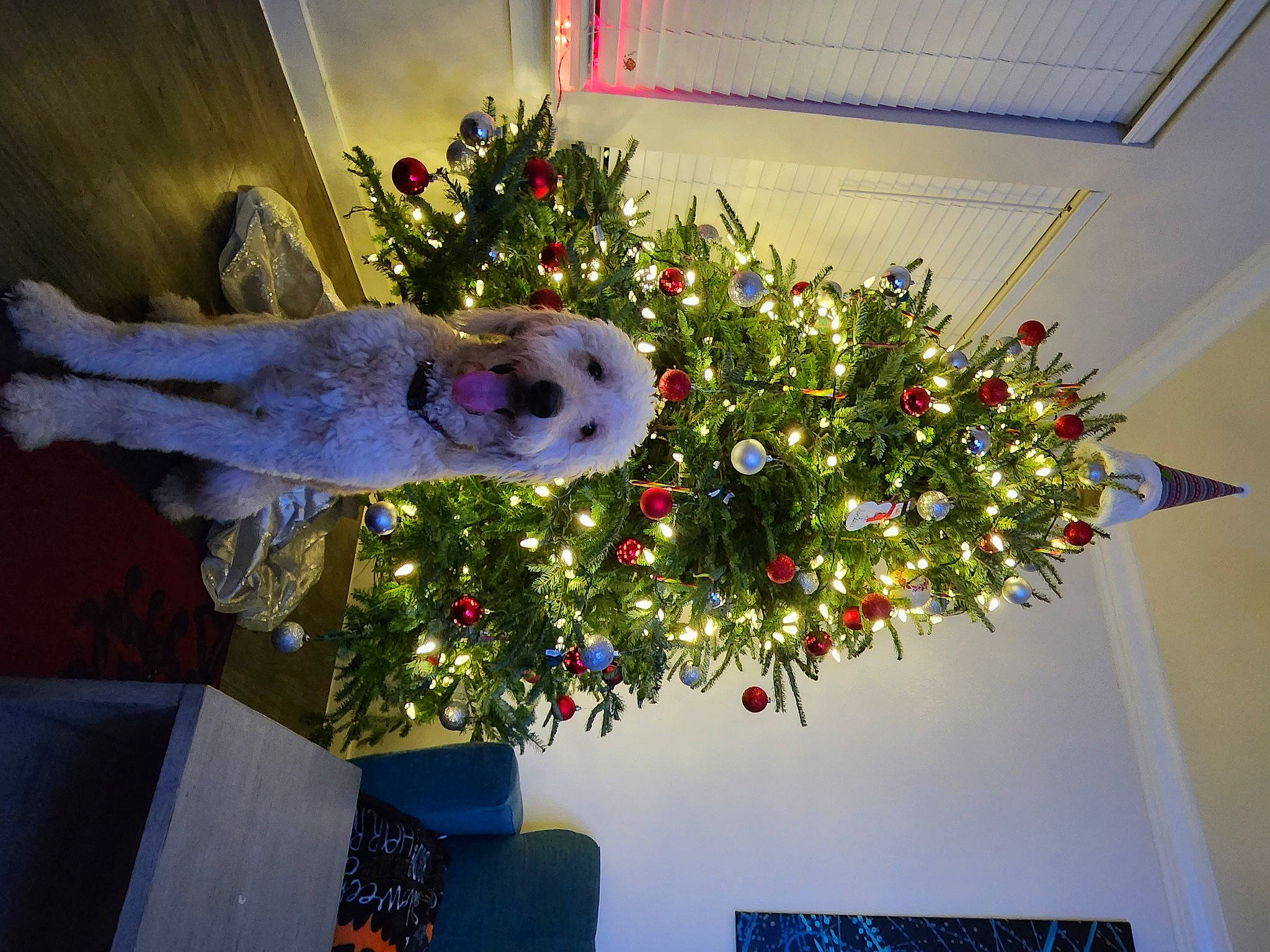 Sir Winston joined the competition — help win amazing prizes! christmas, christmas_decoration, christmas_ornament, christmas_tree, conifer, event, evergreen, fun, holiday, holiday_ornament, house, light, ornament, plant, room, tradition, tree, window, winter, wood